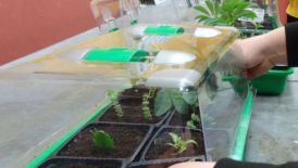 BFS: Vegetative Vermehrung